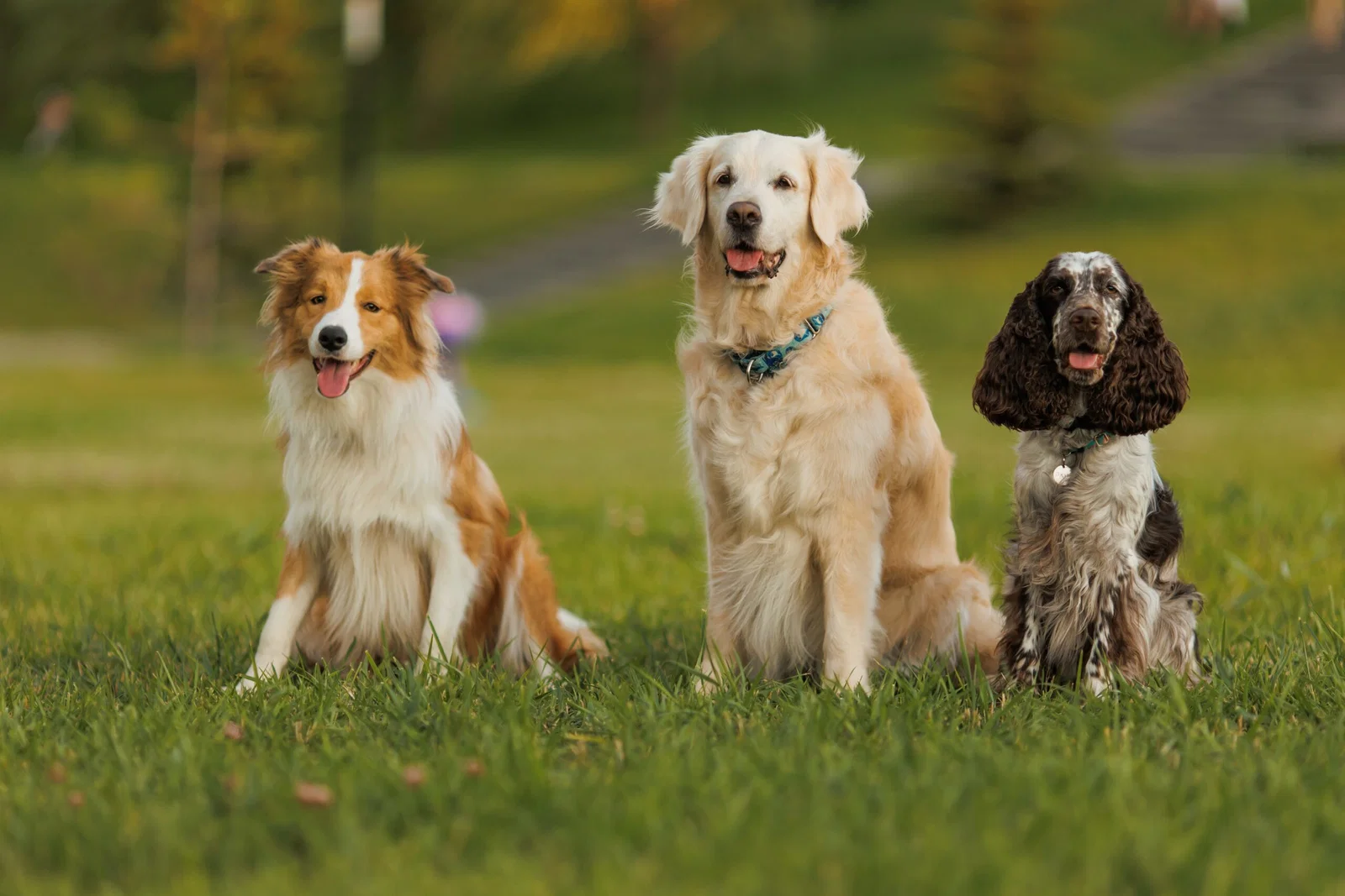 Charity dog show