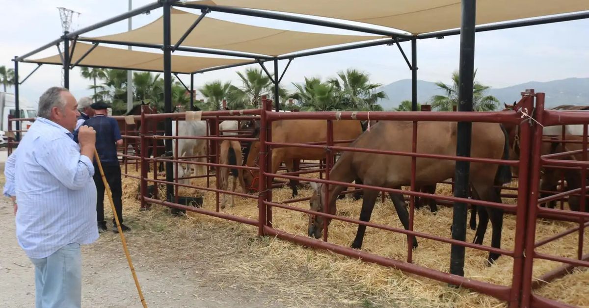 Real Feria de Ganado de septiembre