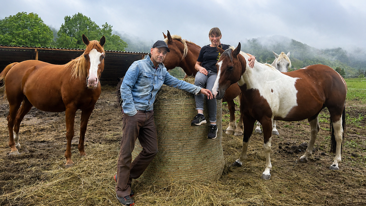 Les Chevaux font la fête