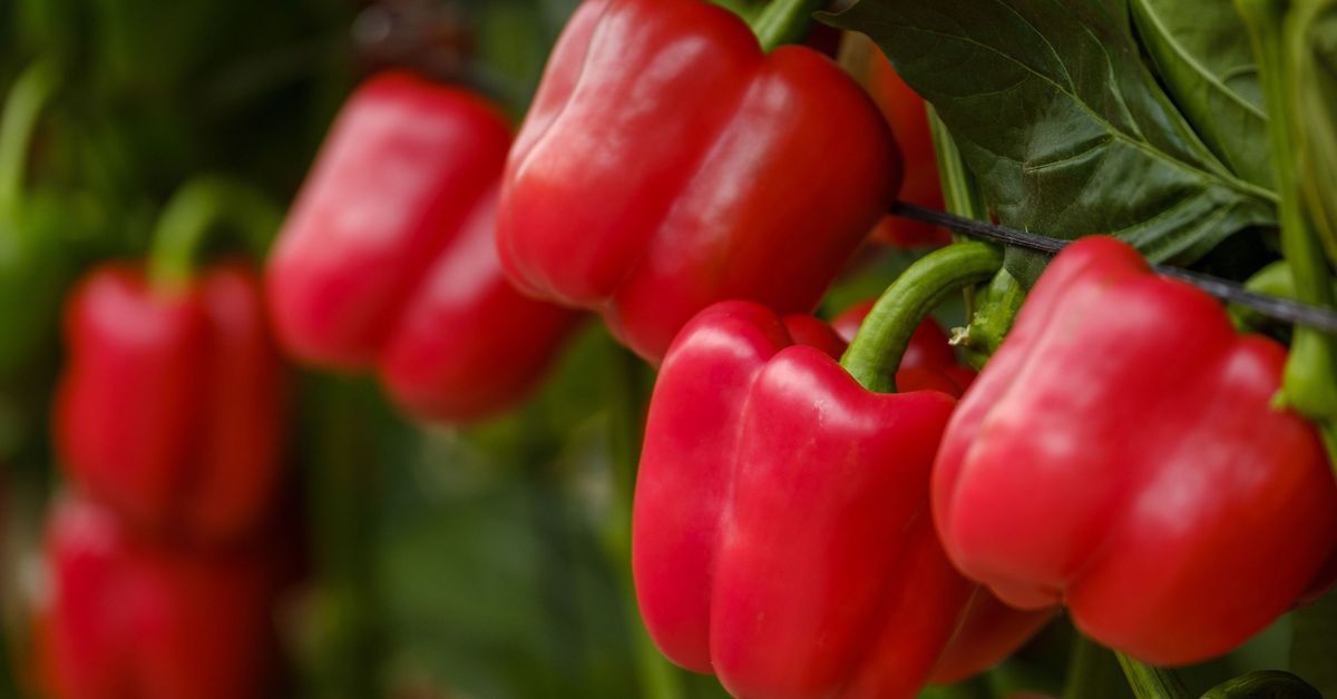Feria del Pimiento