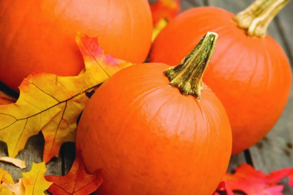 Gwynne Valley Pumpkin Festival