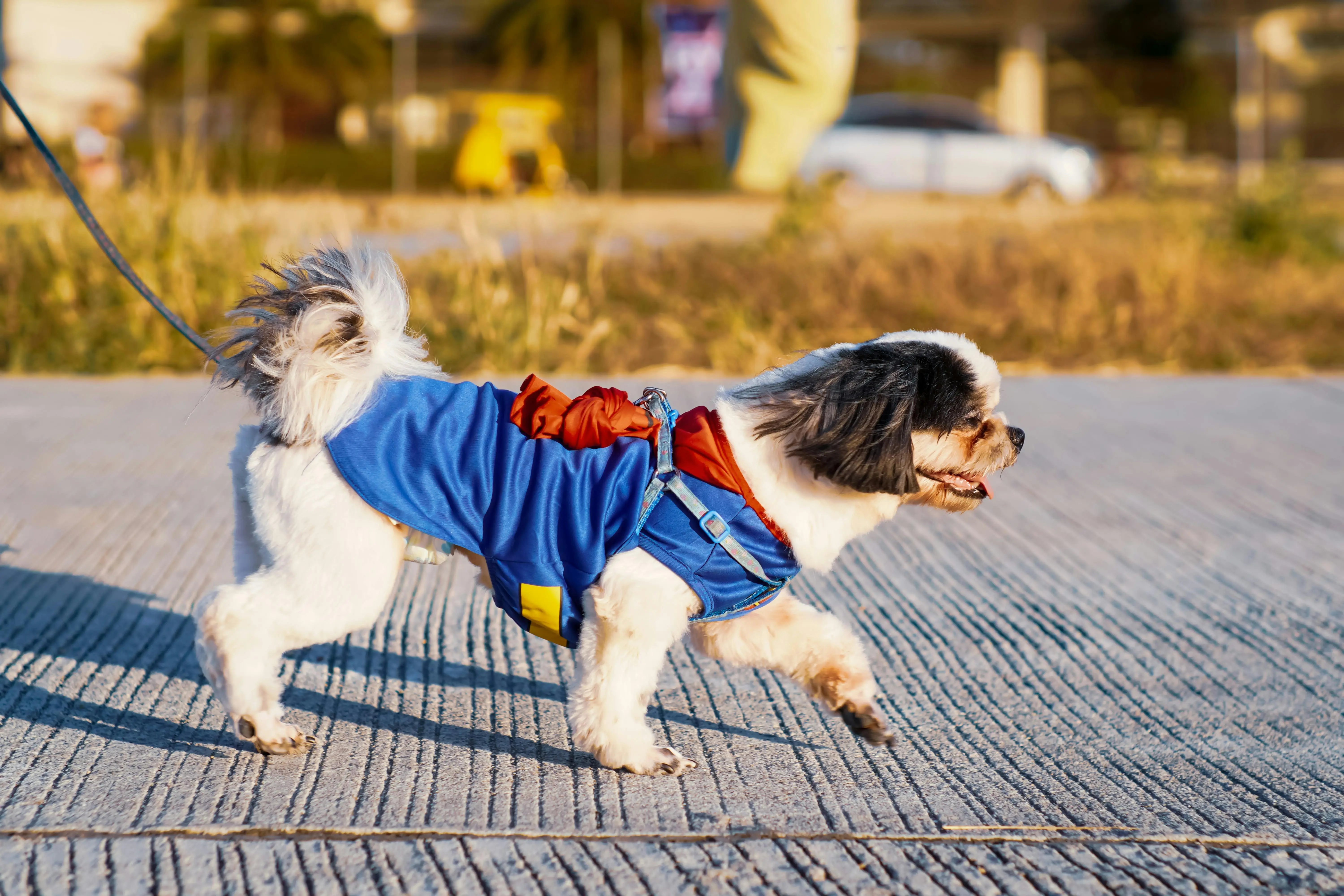 Pet Parade Exhibition
