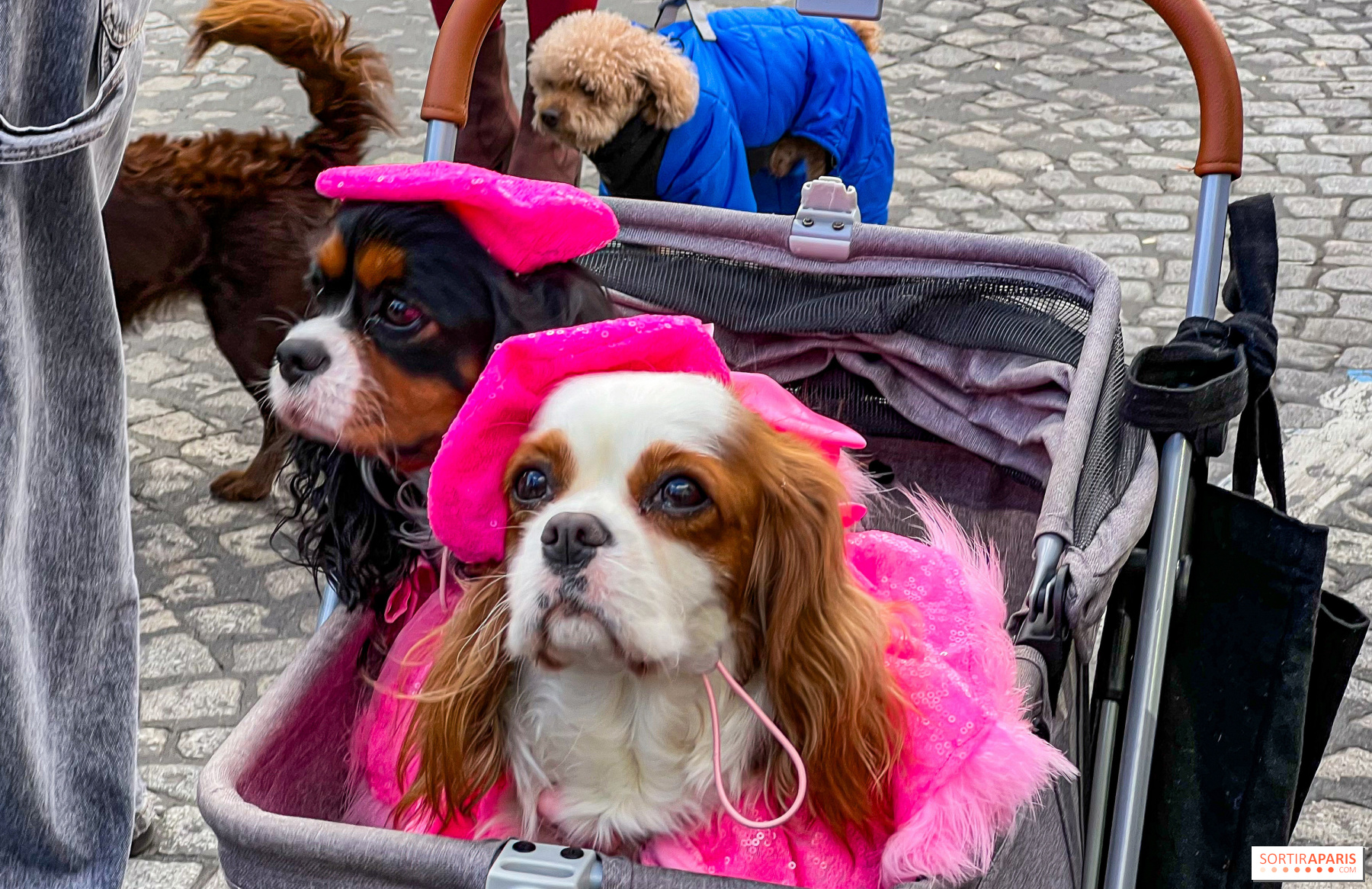 La Fête des animaux