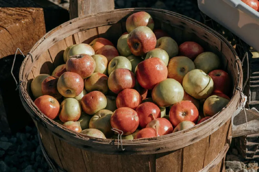Harvest at the Station