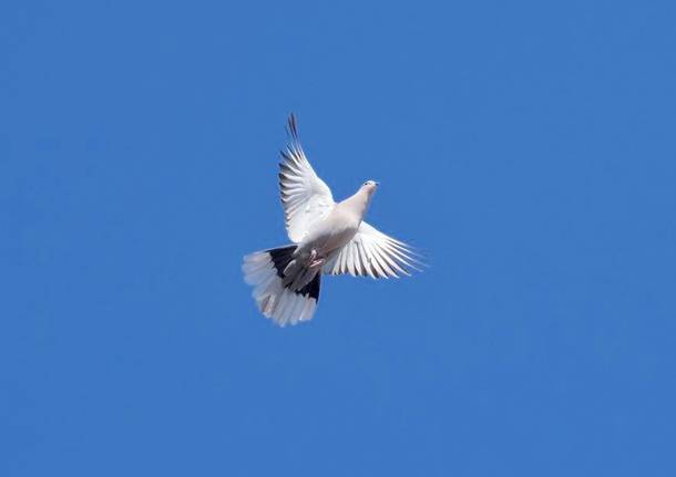 The Sound of Peace
