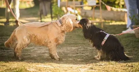 Doggy Festival