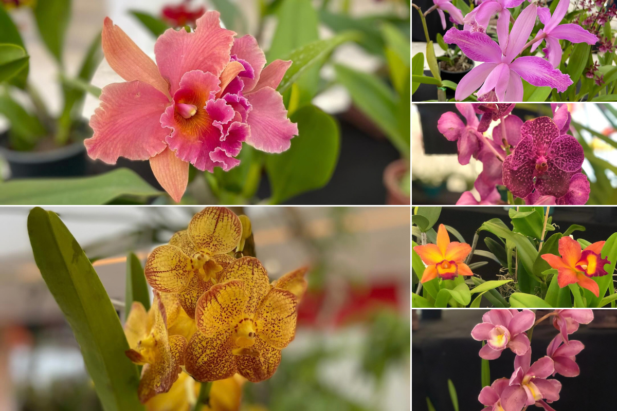 24ª Mostra de Orquídeas