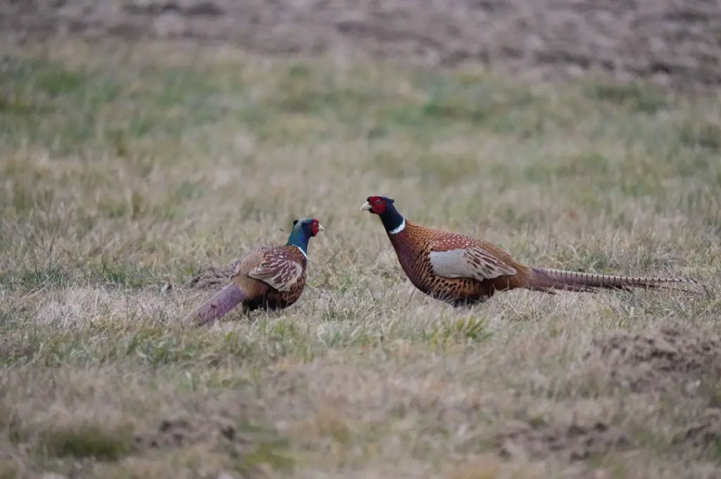 Stettler Pheasant Festival