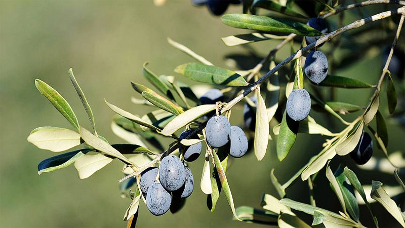 Gemlik ve Orhangazi Zeytin ve Kurtuluş Festivali