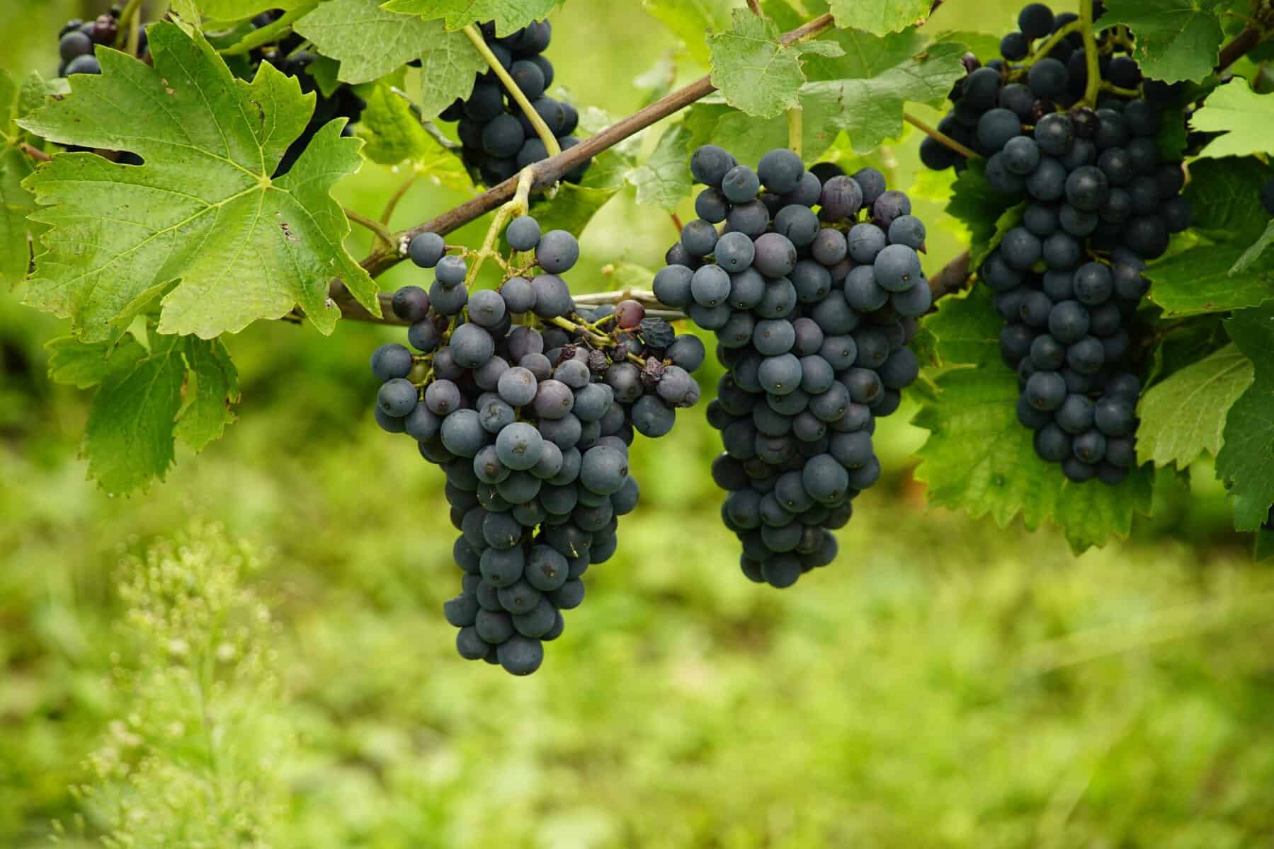 Festa dell’Uva 2026