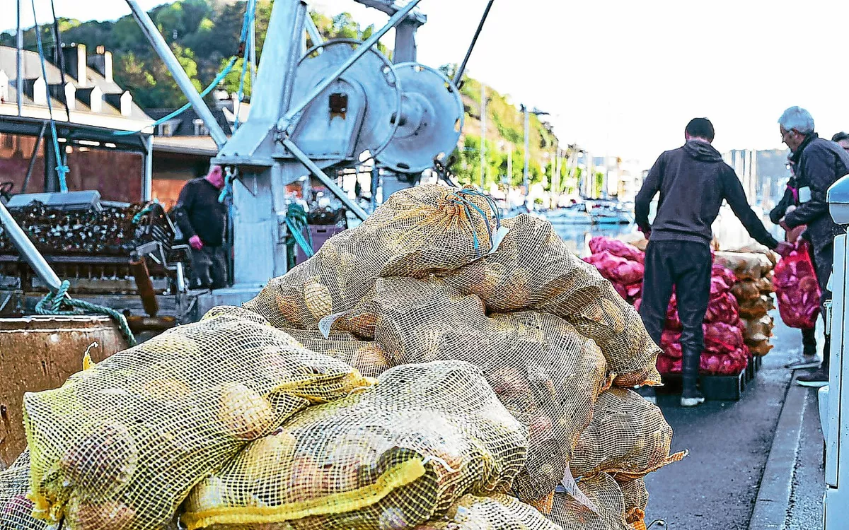 Festival de la coquille
