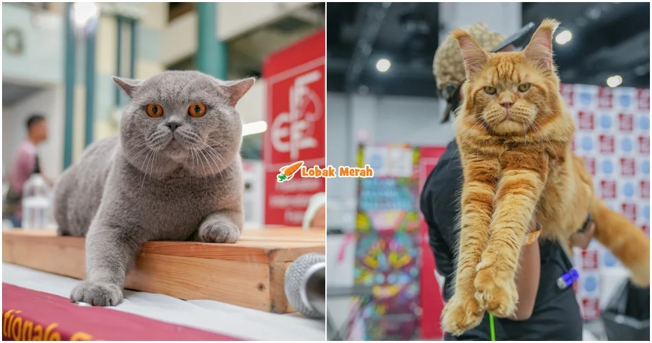 Ekspo Kucing 2026