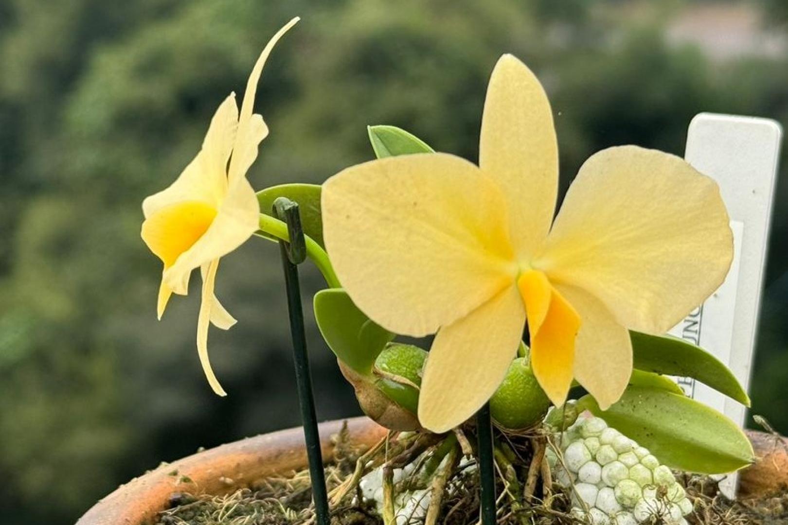 3ª Mostra de Orquídeas de Erechim