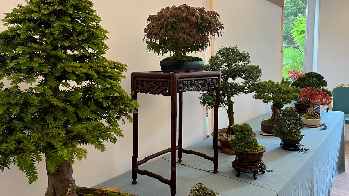 Dragon Bonsai Autumn Show