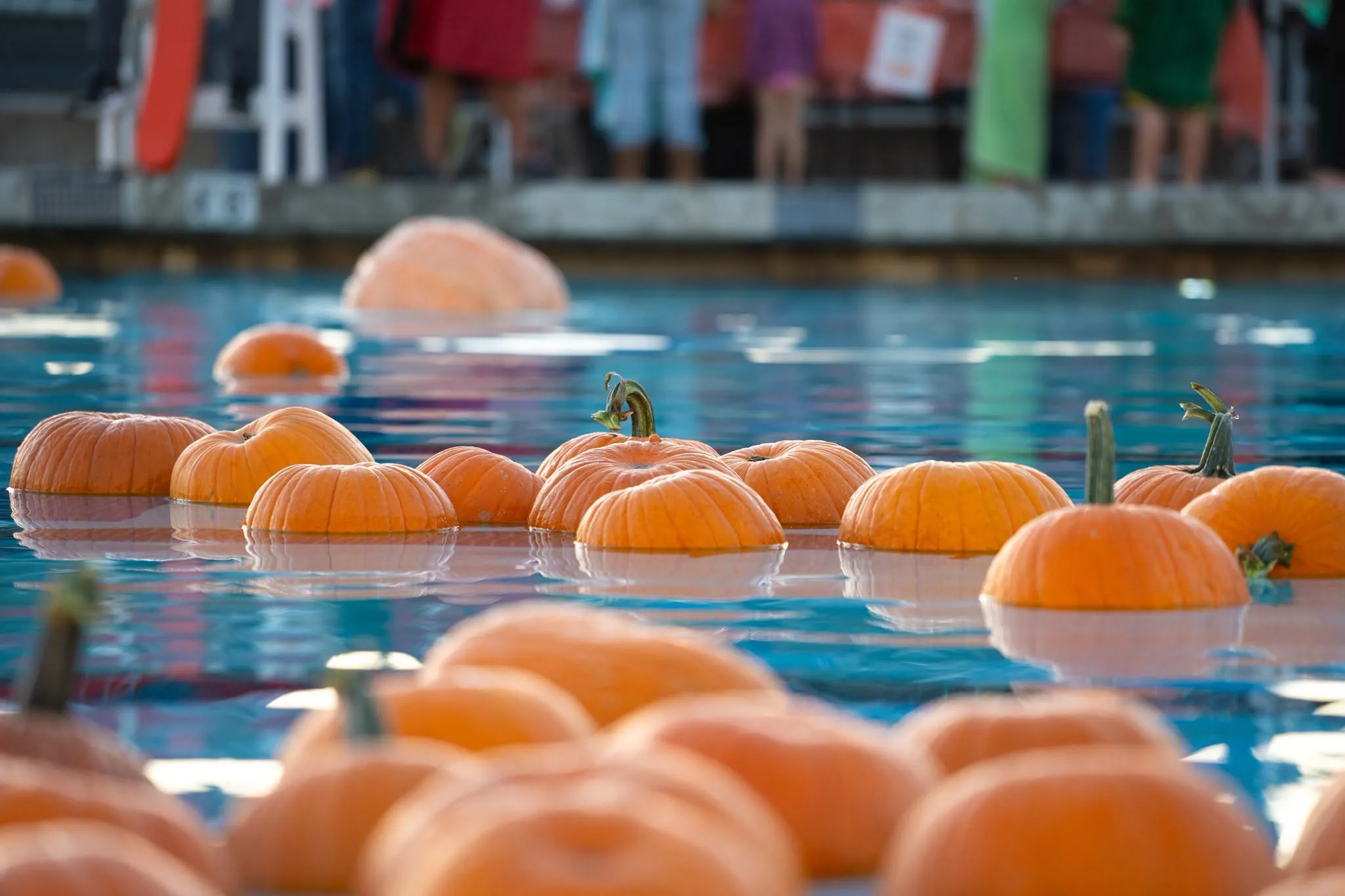 Floating Pumpkin Patch