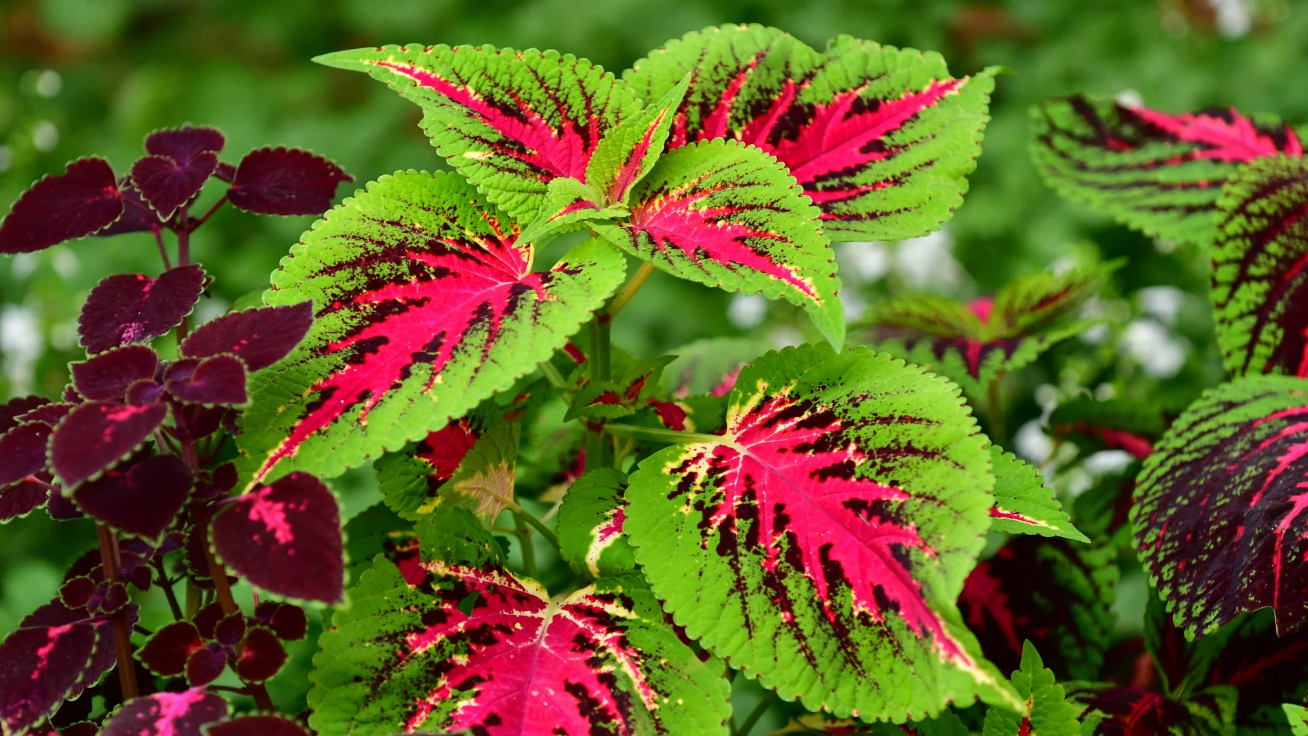 Feria de Plantas de los 5 Continentes
