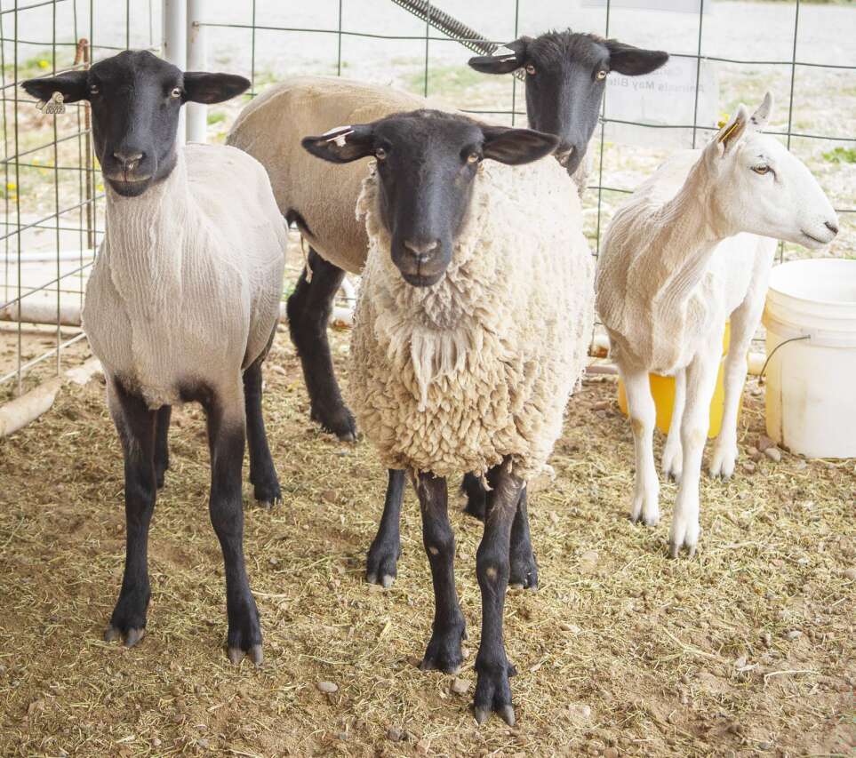Mountain and Valley Fiber Arts Festival