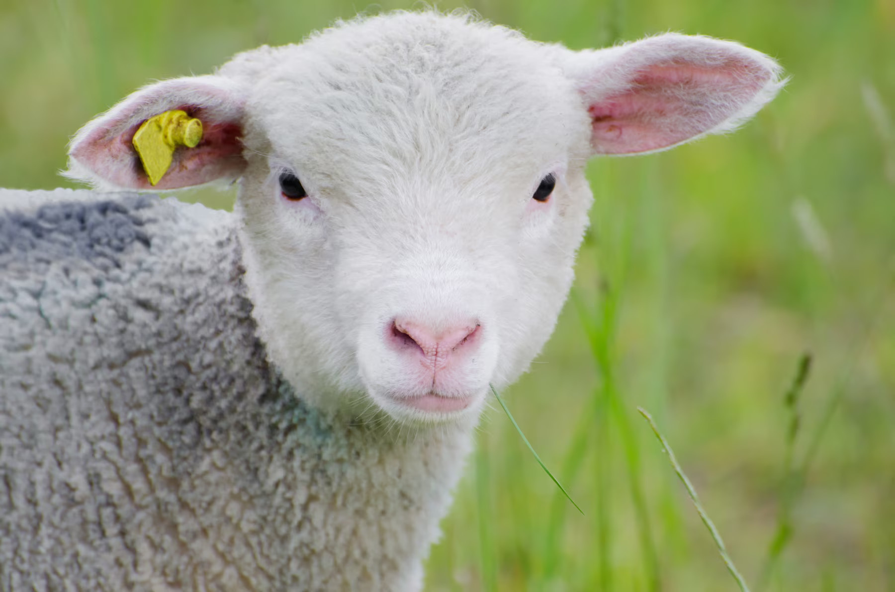 Fête de l'animal en ville