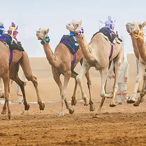 Al Ain Camel Racing Festival
