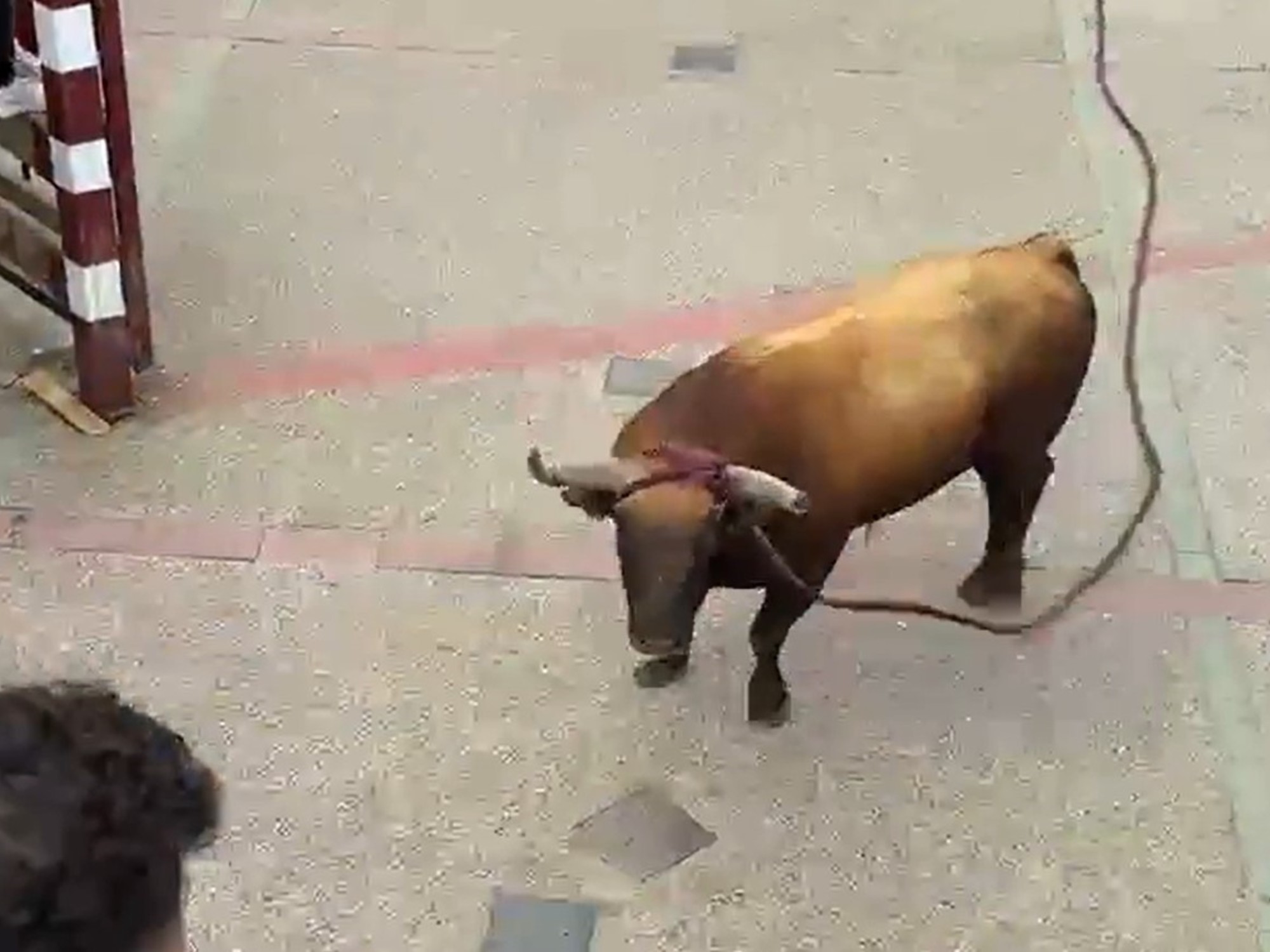 Festival del toro con soga de Lodosa